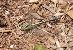 Gomphurus septima