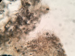 Coprinellus flocculosus