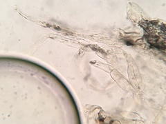 Coprinellus flocculosus