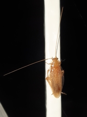 Ectobiidae