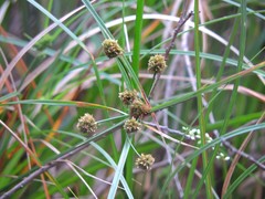 Cyperus blepharoleptos image