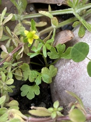 Ranunculus sceleratus sceleratus
