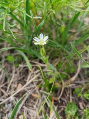 Cerastium brachypetalum