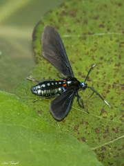 Ichoria demona