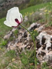 Papaver albiflorum