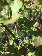 Capnodis cariosa