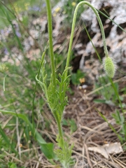 Papaver albiflorum