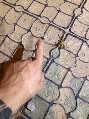 Galeodidae