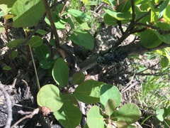 Capnodis cariosa