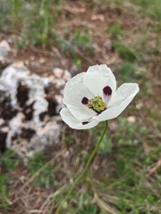 Papaver albiflorum