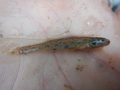 Etheostoma chlorosoma