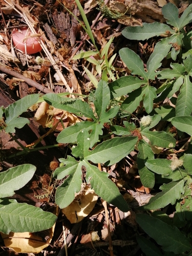 Image of Passiflora bryonioides by (c) Erick Vélez Sánchez, some rights reserved (CC BY)
