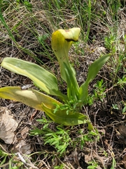Himantoglossum caprinum