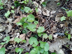 Asarum europaeum europaeum