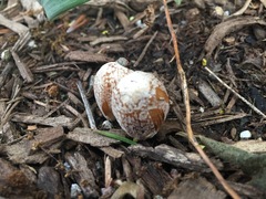 Coprinellus flocculosus