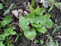 Asarum europaeum europaeum