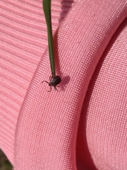 Dermacentor reticulatus