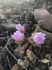 Lewisia rediviva