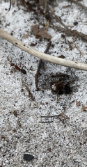 Camponotus socius