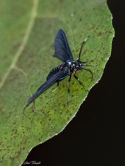 Ichoria demona
