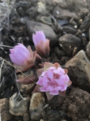 Lewisia rediviva