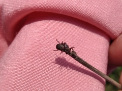 Dermacentor reticulatus