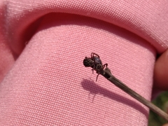 Dermacentor reticulatus