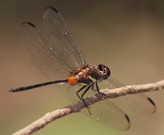 Orthemis attenuata