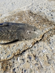 Pterygoplichthys