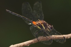 Orthemis attenuata