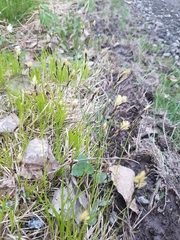 Carex digitata