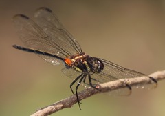 Orthemis attenuata