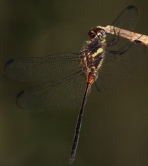 Orthemis attenuata