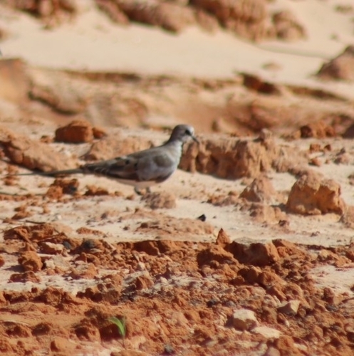 Namaqua Dove