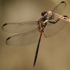 Orthemis attenuata