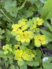Chrysosplenium alternifolium