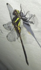Orthemis attenuata