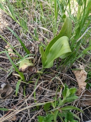 Himantoglossum caprinum