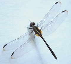 Orthemis attenuata