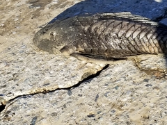 Pterygoplichthys