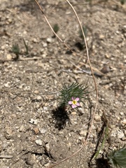 Leptosiphon ciliatus