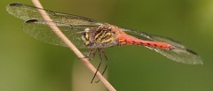 Orthemis biolleyi