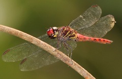 Orthemis biolleyi