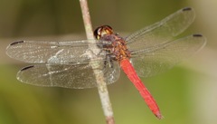 Orthemis biolleyi