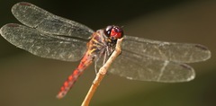 Orthemis biolleyi