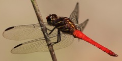 Orthemis biolleyi