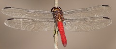 Orthemis biolleyi