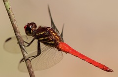 Orthemis biolleyi