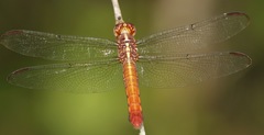 Orthemis biolleyi