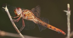 Orthemis biolleyi